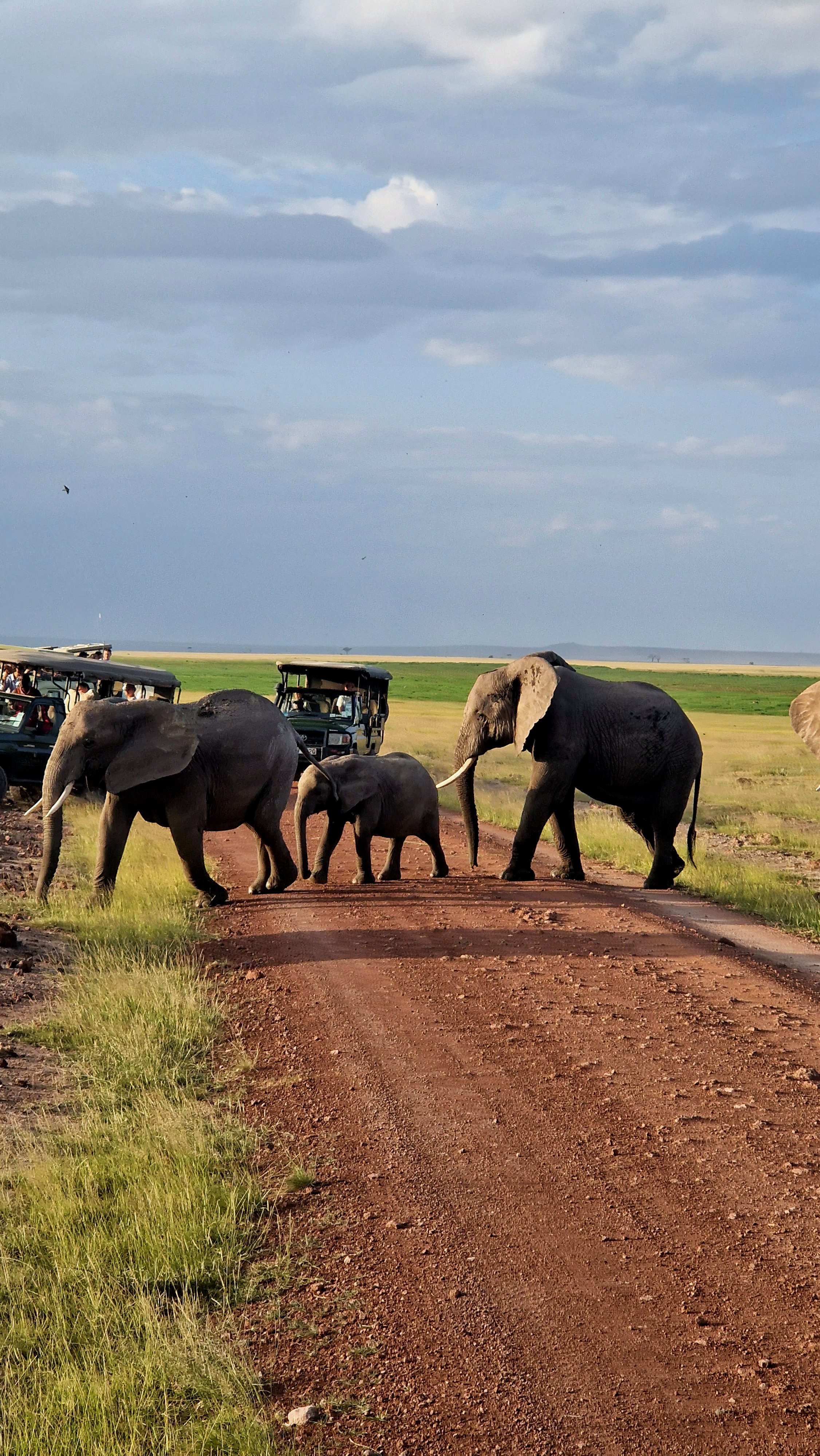 Сафари В Кении