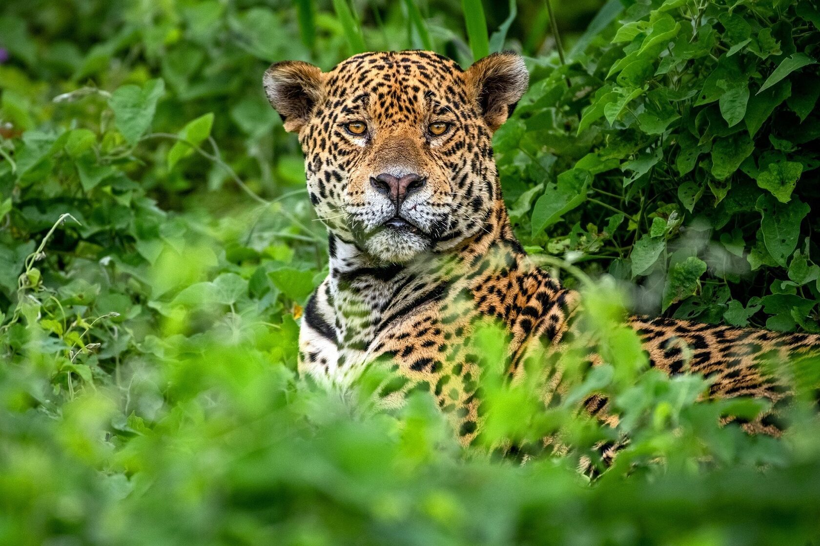 Пантанал. Экспедиция с Алексом Мзунгу от Серрадо до Пантанала