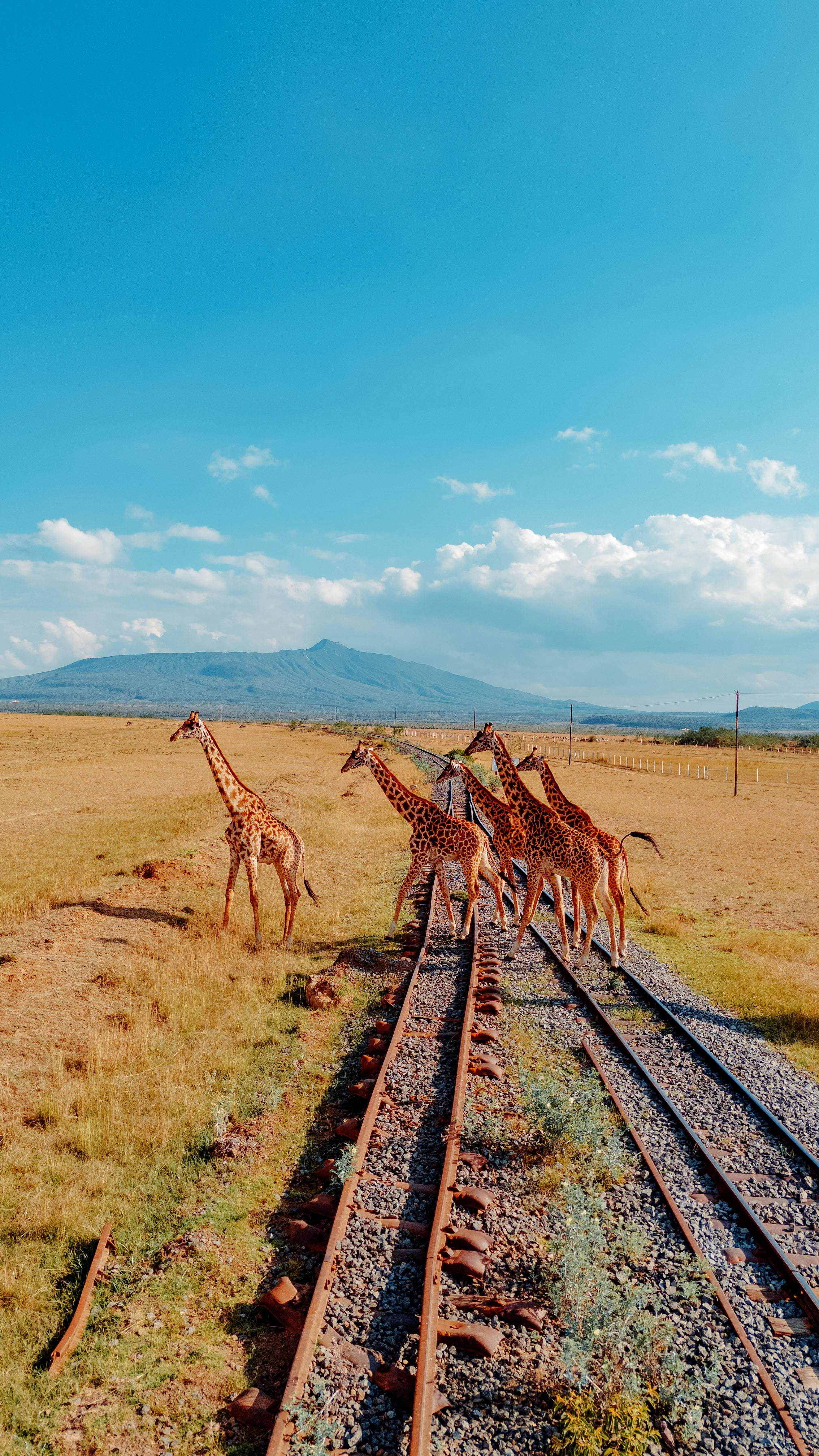 Танзания. Великая миграция - Отель с жирафами - Килиманджаро