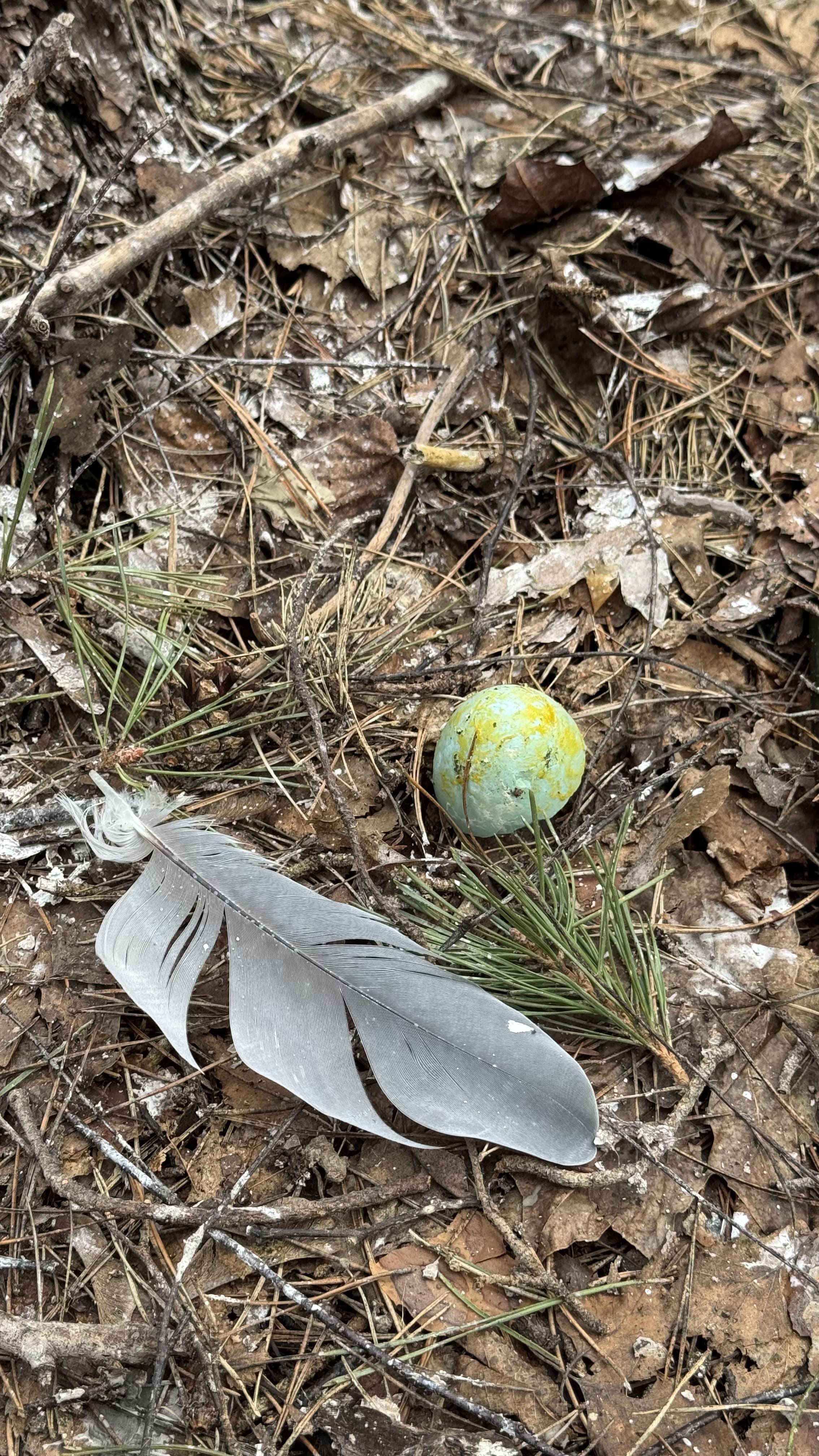 Орнитологический поход в Москворецкий заказник, Воскресенск