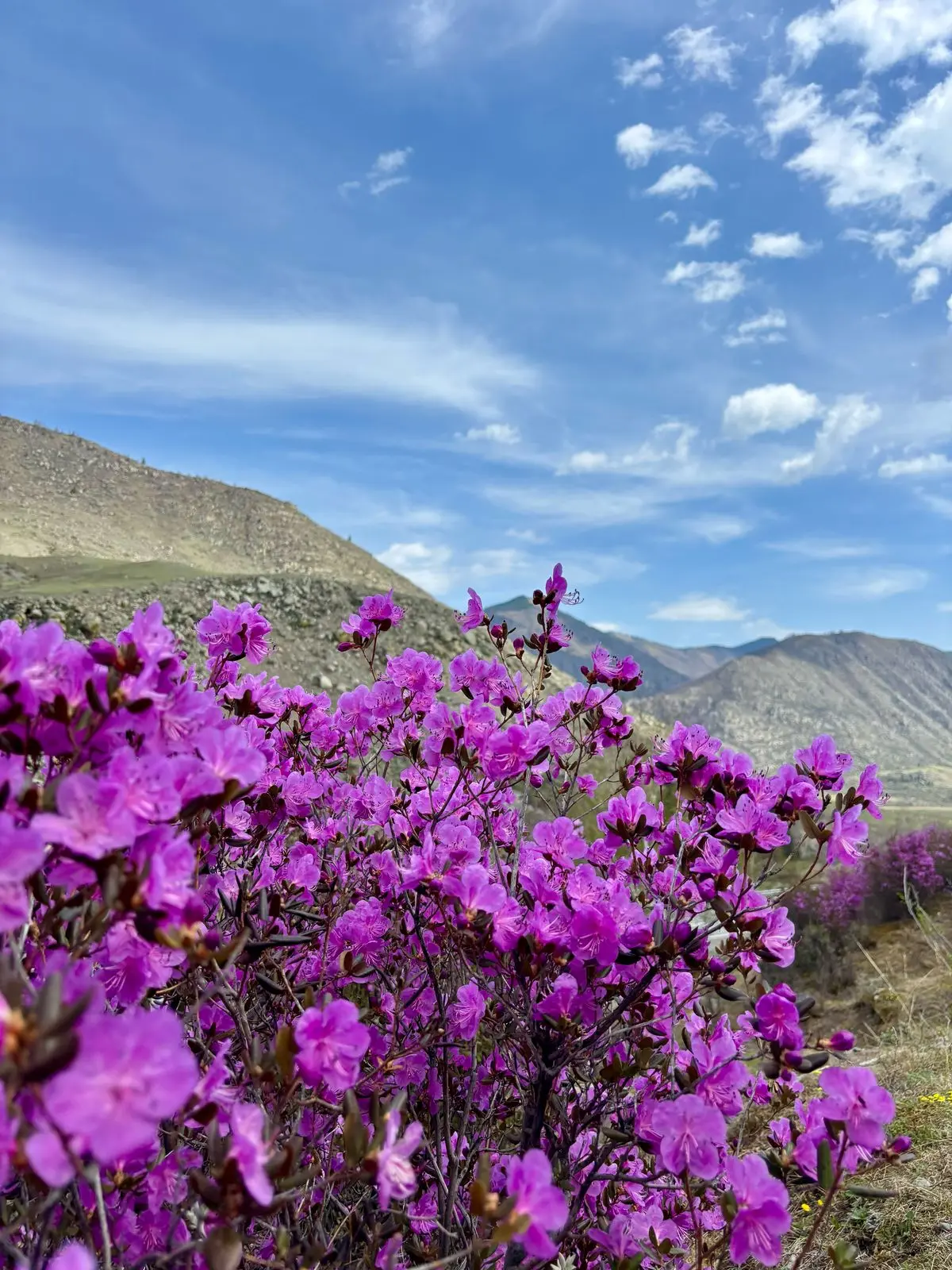 Чуйский тракт: симфония гор, рек и ветров