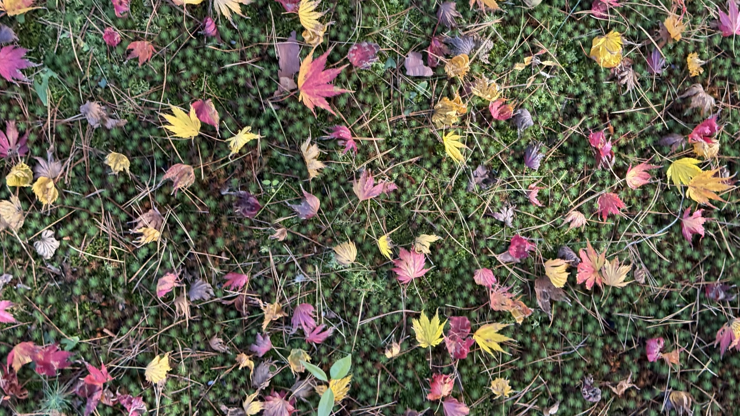 Яркая осень. Сезон момидзи.