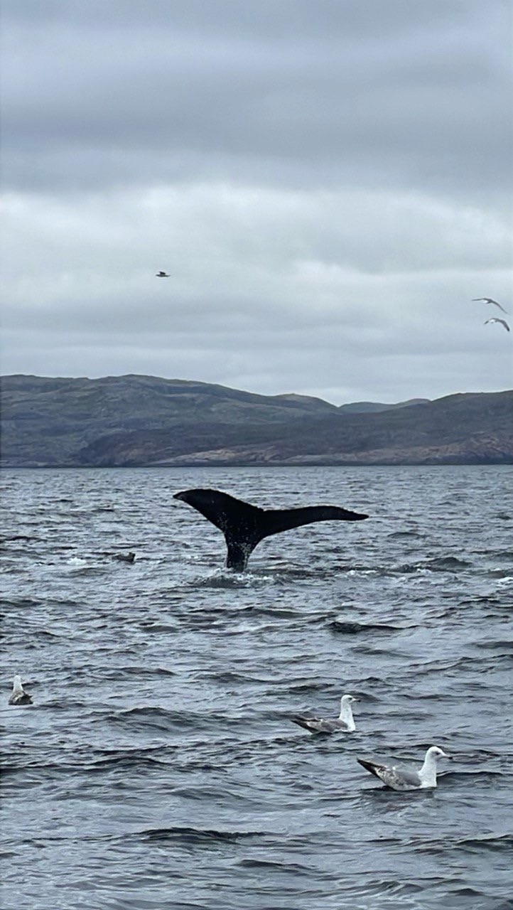 Териберка кемпинговая