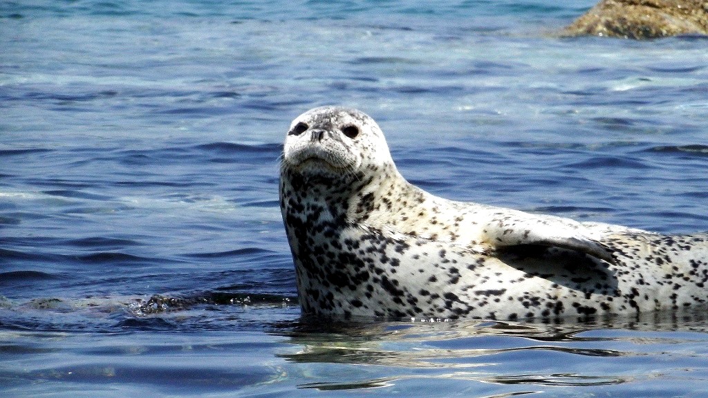 Тур 2 жемчужины залива Петра Великого: ларги, гроты, острова и маяк