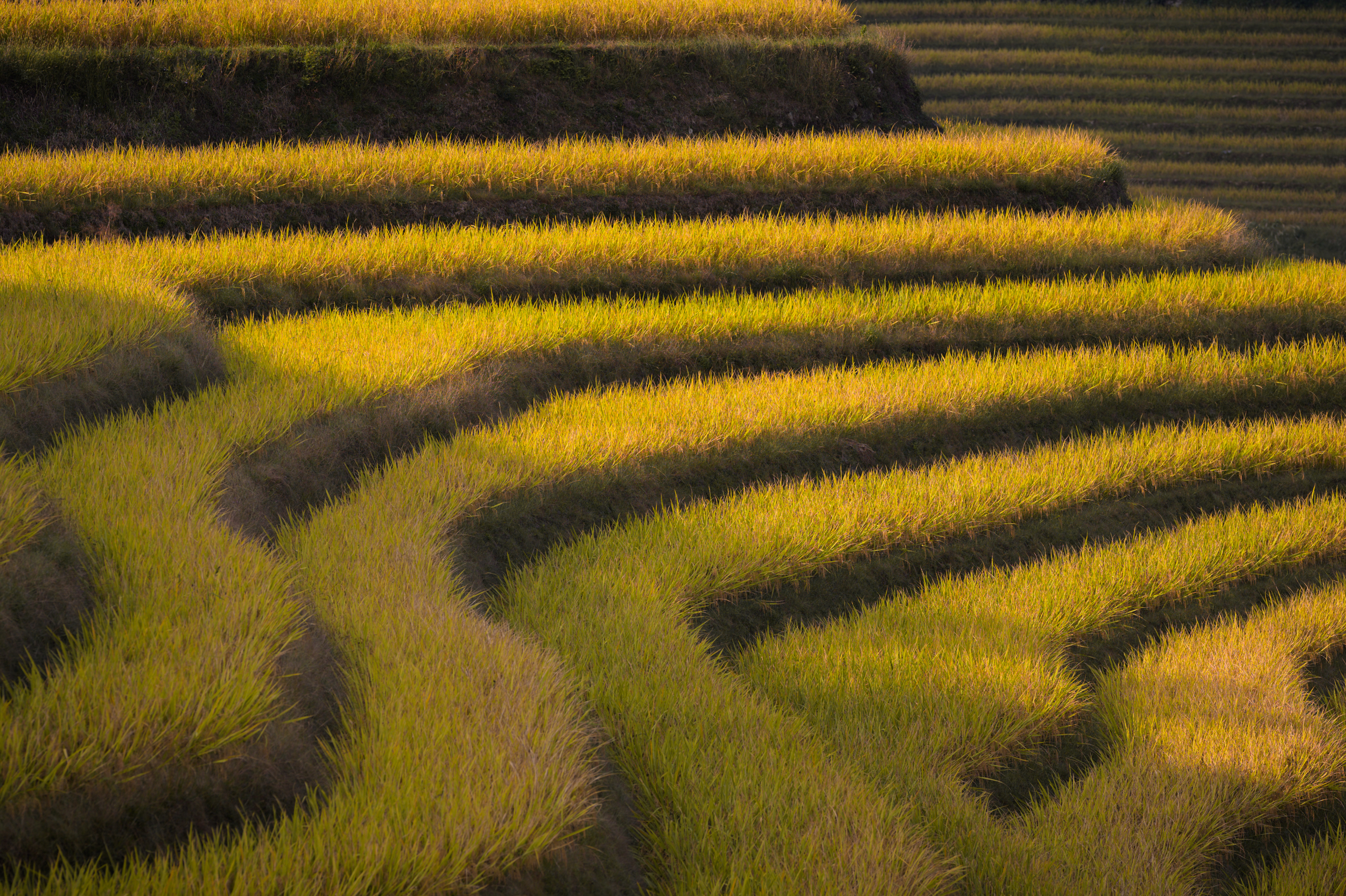 Дажай (Dazhai village)
