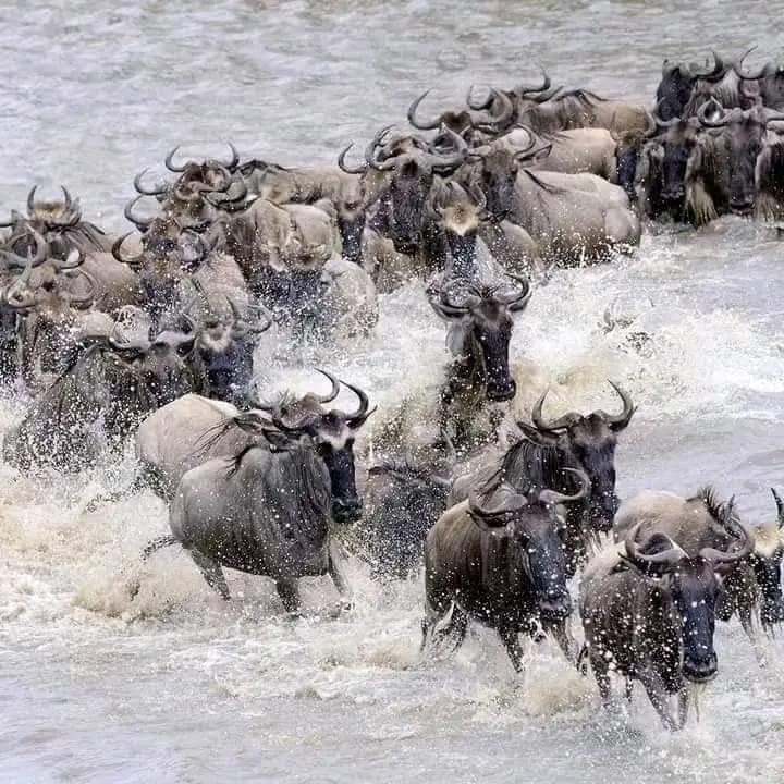 4 Days Maasai Mara and Nakuru Group Joining Safari with Midrange Comfort (5/18)