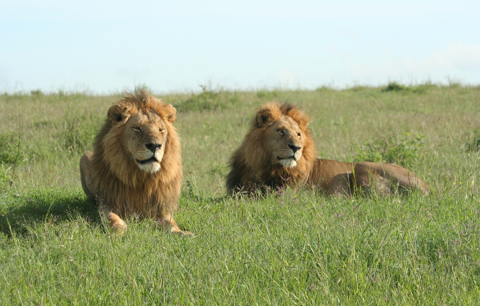 Affordable 4 Days Kenya Safari: Maasai Mara & Lake Nakuru