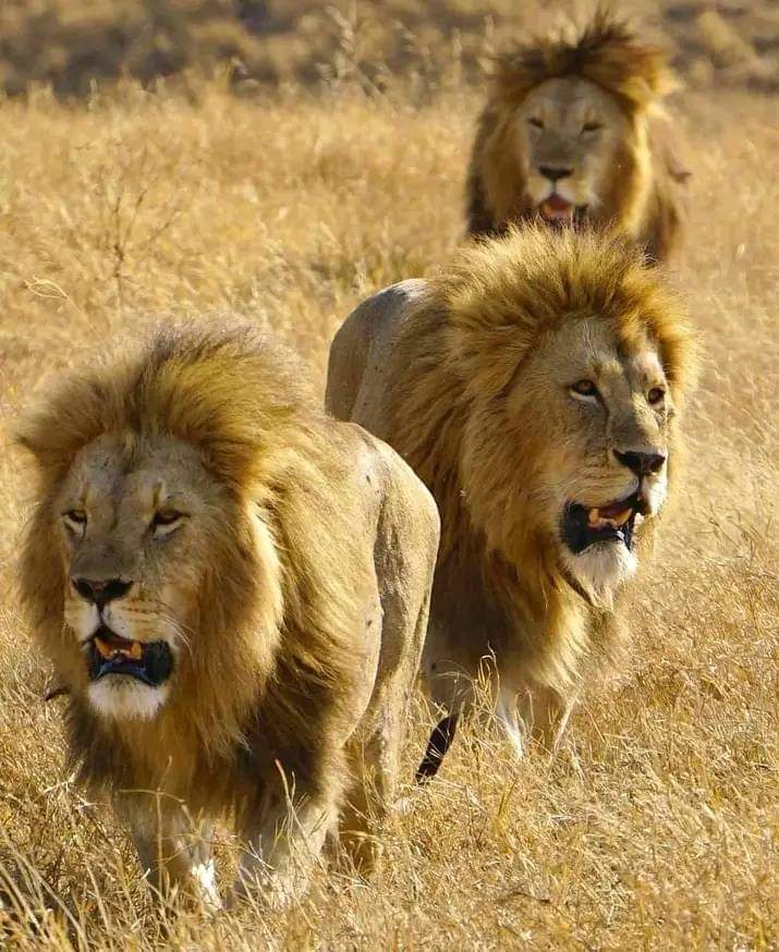 4 Days Maasai Mara and Nakuru Group Joining Safari with Midrange Comfort (8/18)