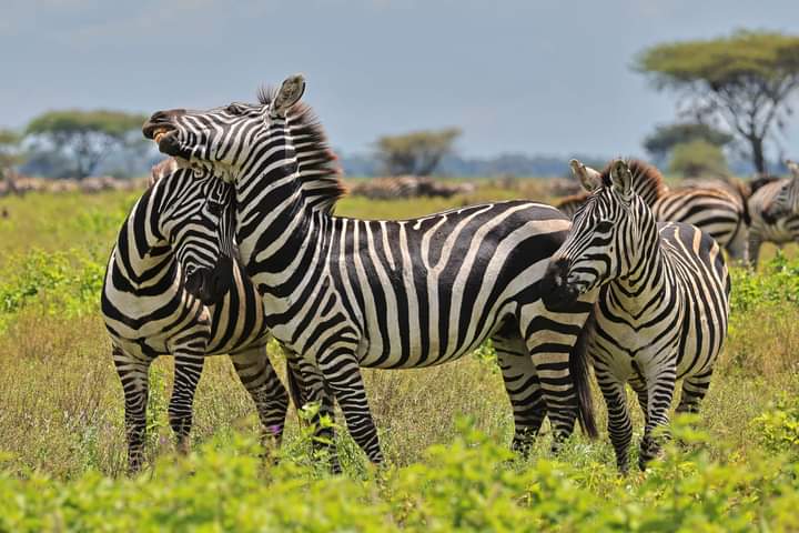 4 Days Maasai Mara and Nakuru Group Joining Safari with Midrange Comfort (6/18)
