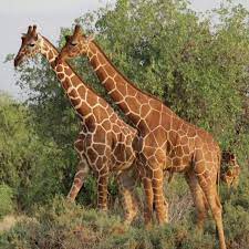 4 Days Maasai Mara and Nakuru Group Joining Safari with Midrange Comfort (3/18)