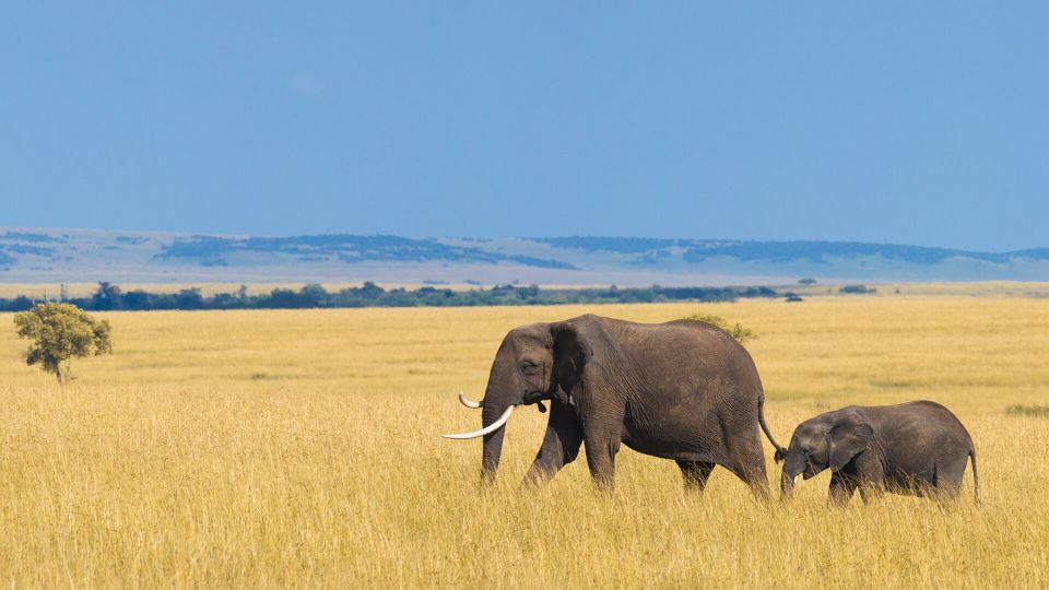 4 Days Maasai Mara and Nakuru Group Joining Safari with Midrange Comfort (7/18)