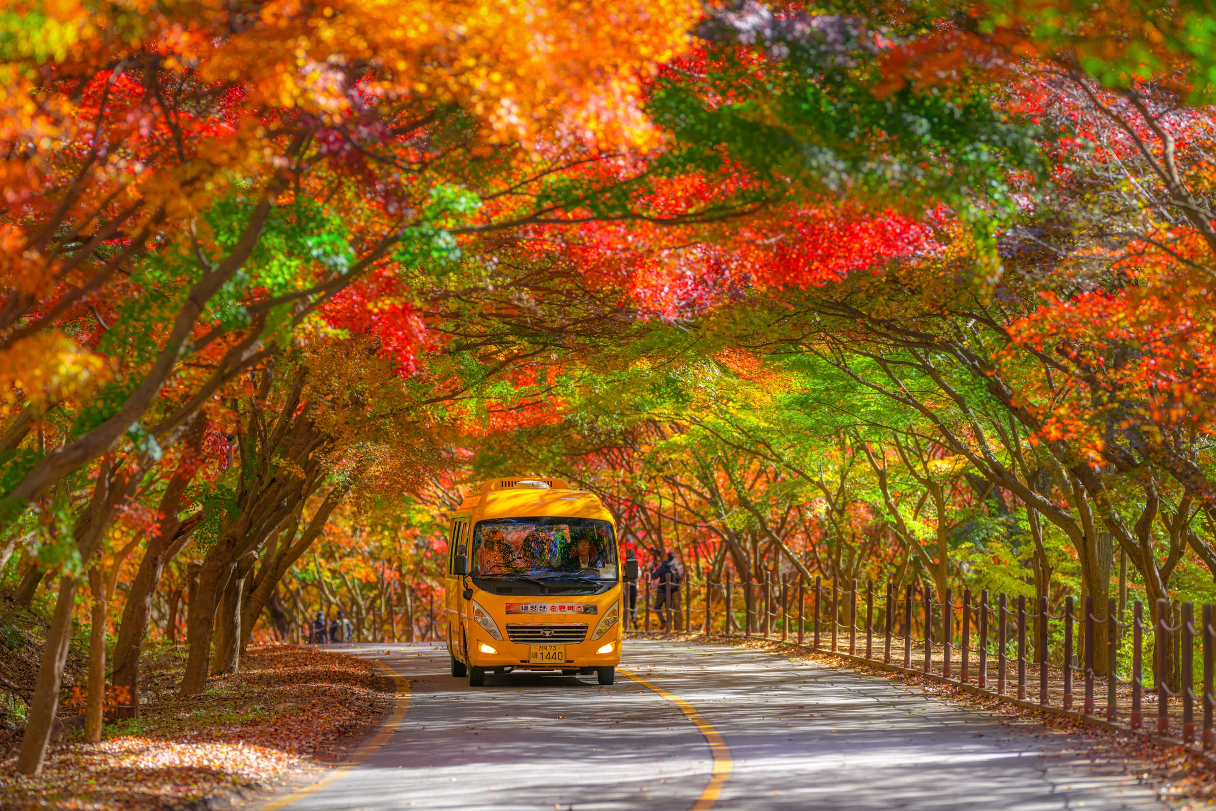 Красные клёны и императорские дворцы