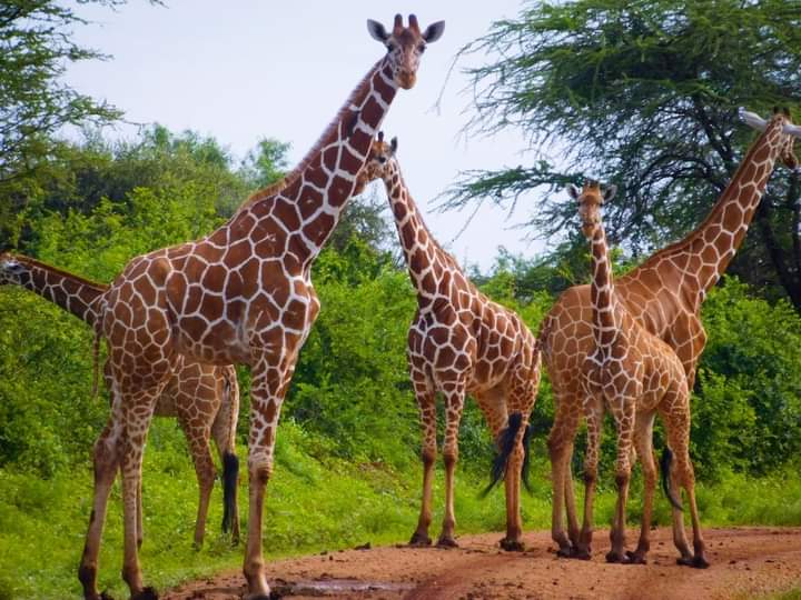 4 Days Maasai Mara and Nakuru Group Joining Safari with Midrange Comfort (14/18)