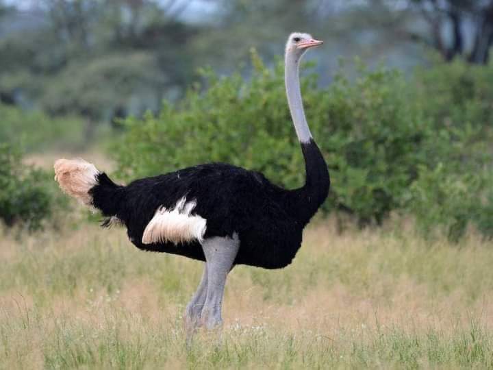 4 Days Maasai Mara and Nakuru Group Joining Safari with Midrange Comfort (16/18)