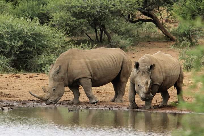 4 Days Maasai Mara and Nakuru Group Joining Safari with Midrange Comfort (15/18)