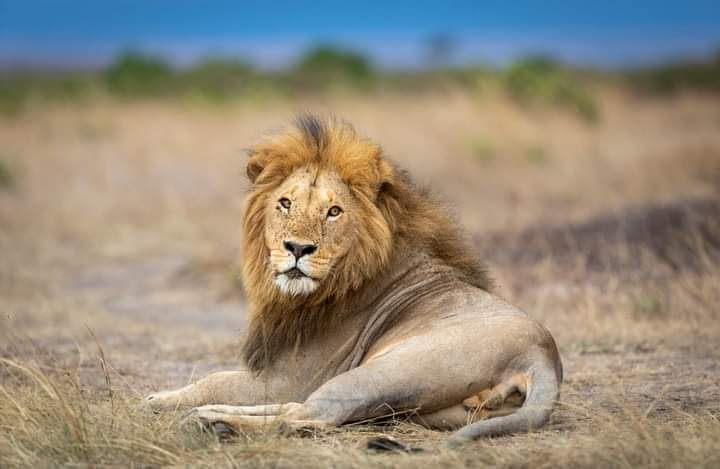 4 Days Maasai Mara and Nakuru Group Joining Safari with Midrange Comfort (18/18)