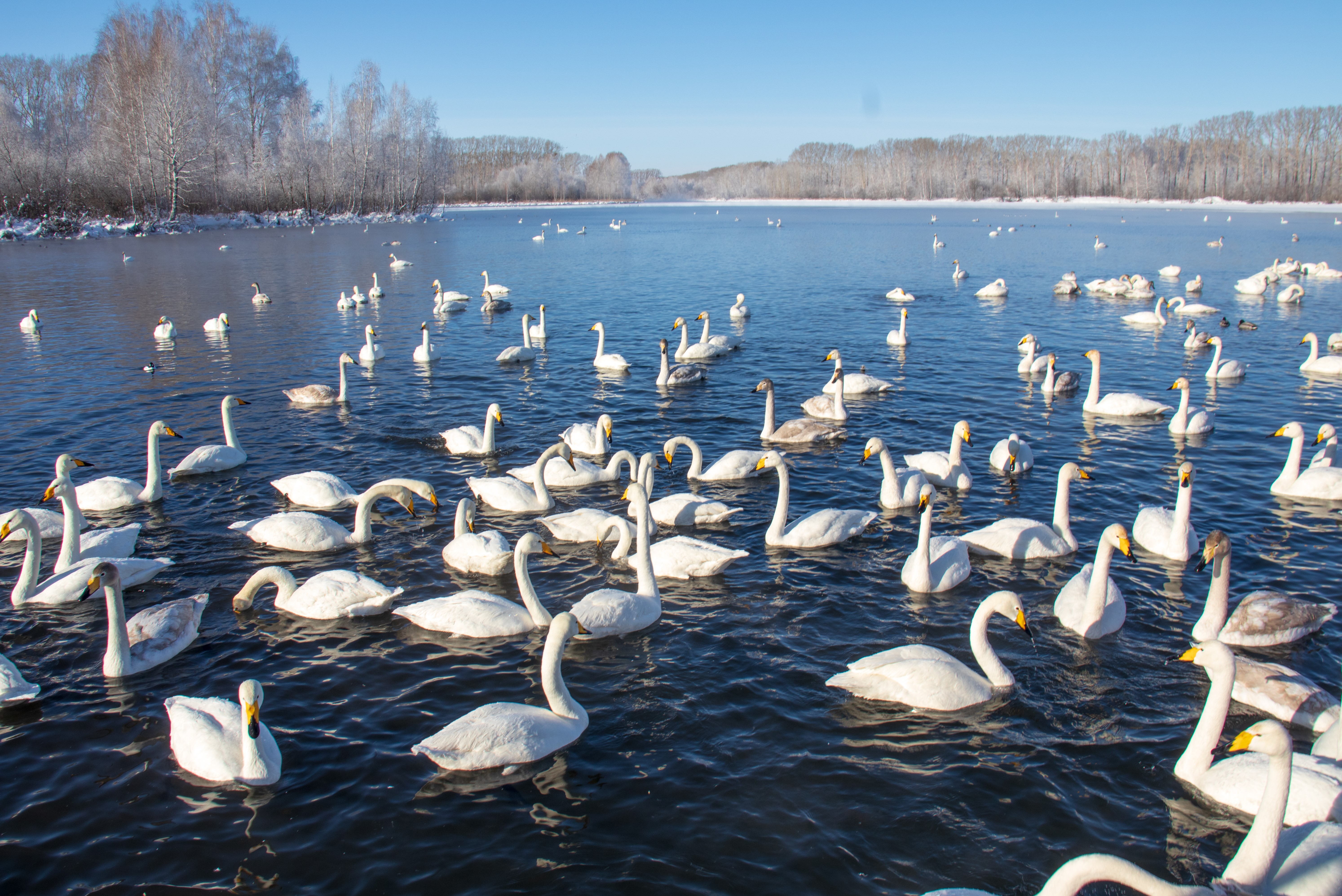 Трансфер в Горно-Алтайск, музей, Манжерок