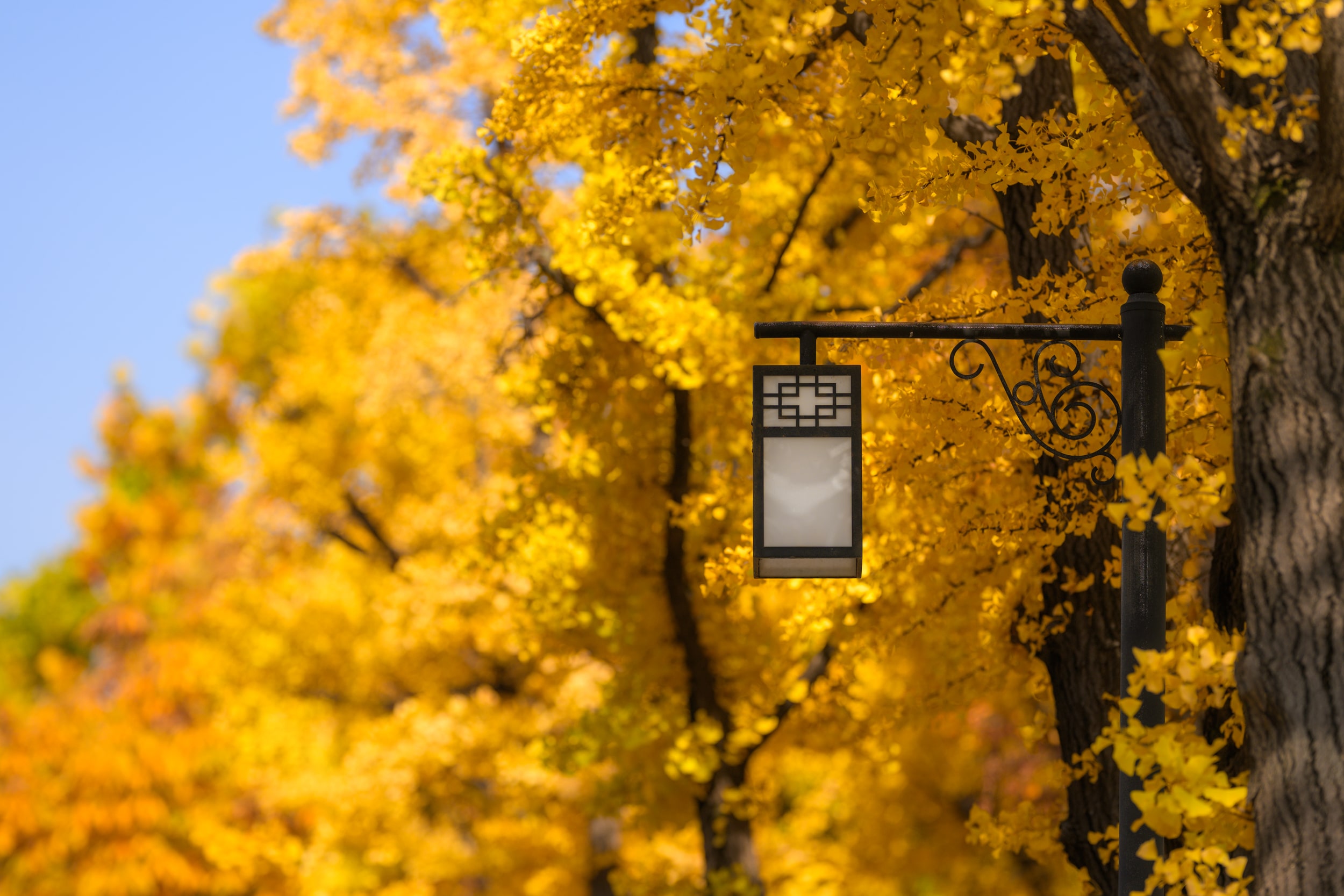 Южная Корея в сезон красных клёнов: Сеул, Пусан и национальные парки