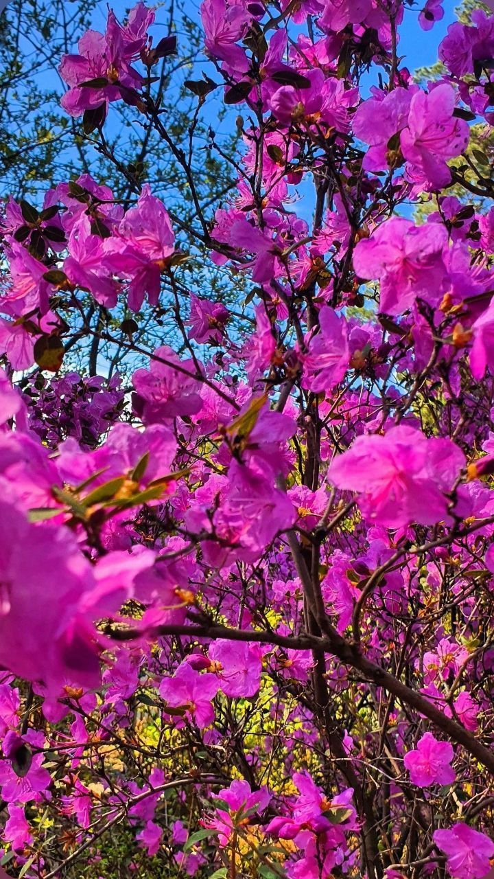 Цветение Маральника на Алтае