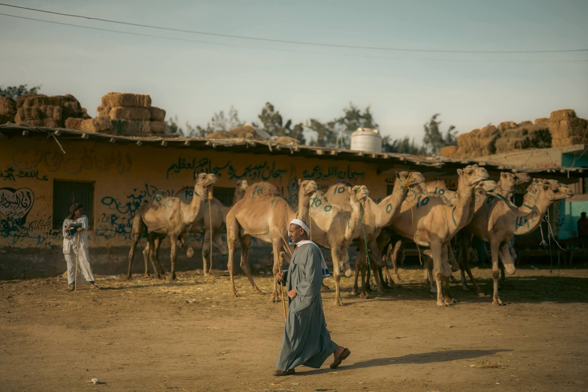 Верблюжий рынок и пирамиды