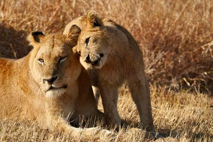 Best of Southern Kenya: 4 Days Tsavo East, Tsavo West & Amboseli Safari