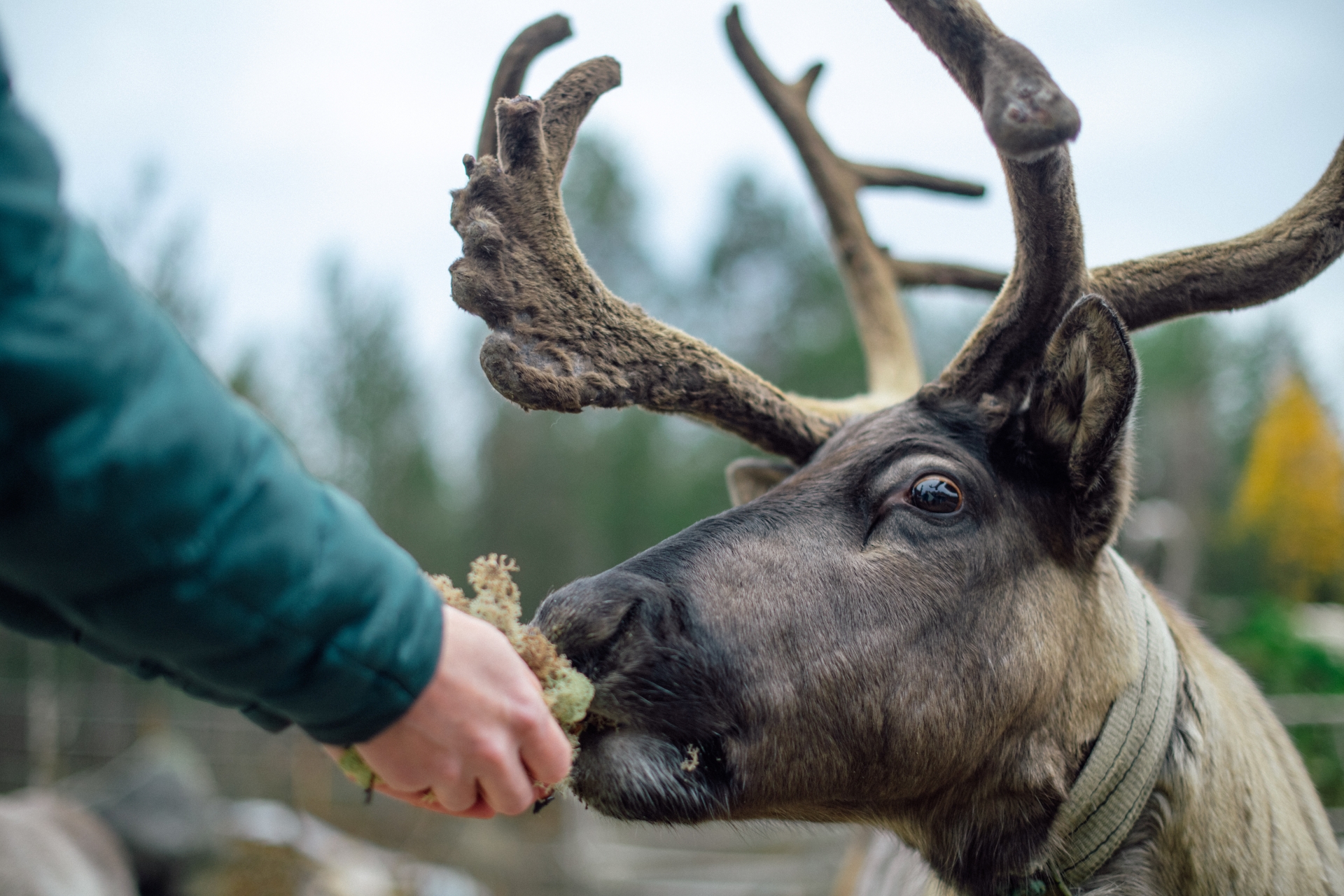 Почувствуй Север (с четверга по воскресенье) Весна - Лето