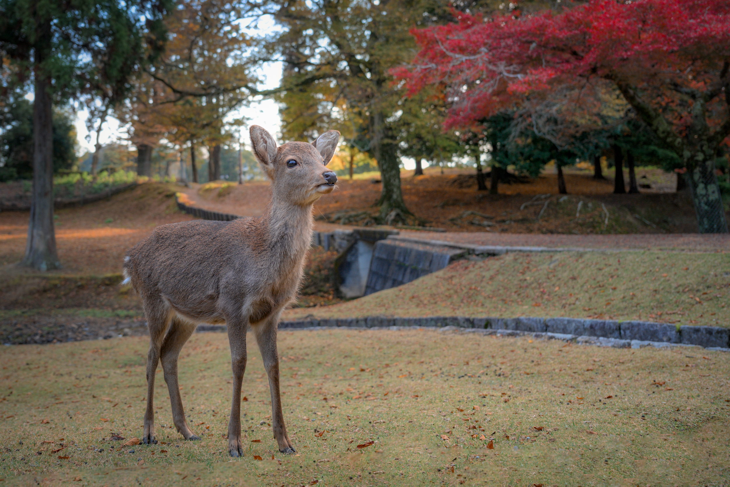 Киото - Осака - Нара