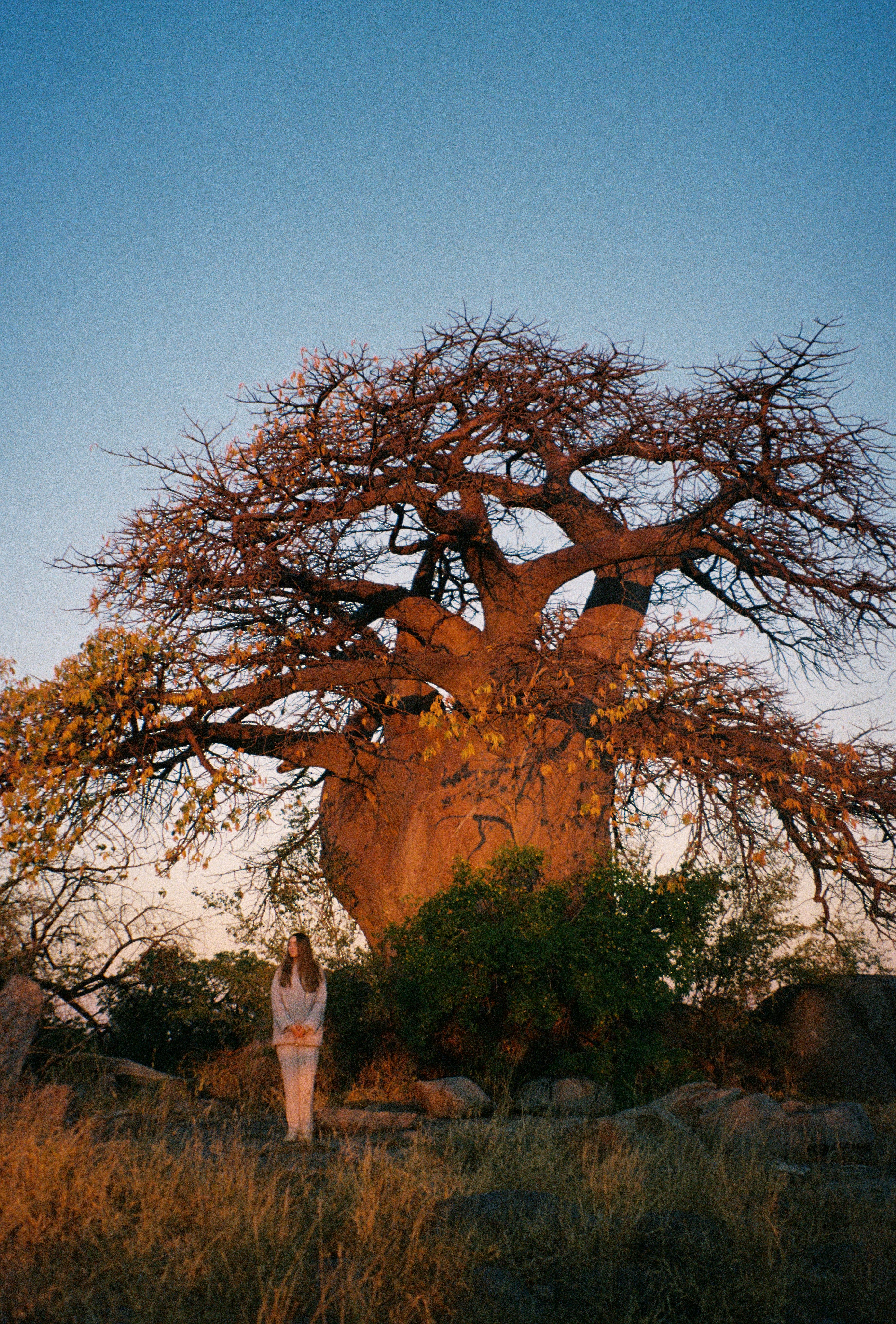 Экспедиция в Африку: уникальное сафари по Юар, Ботсване, Зимбабве, Замбии и Эсватини