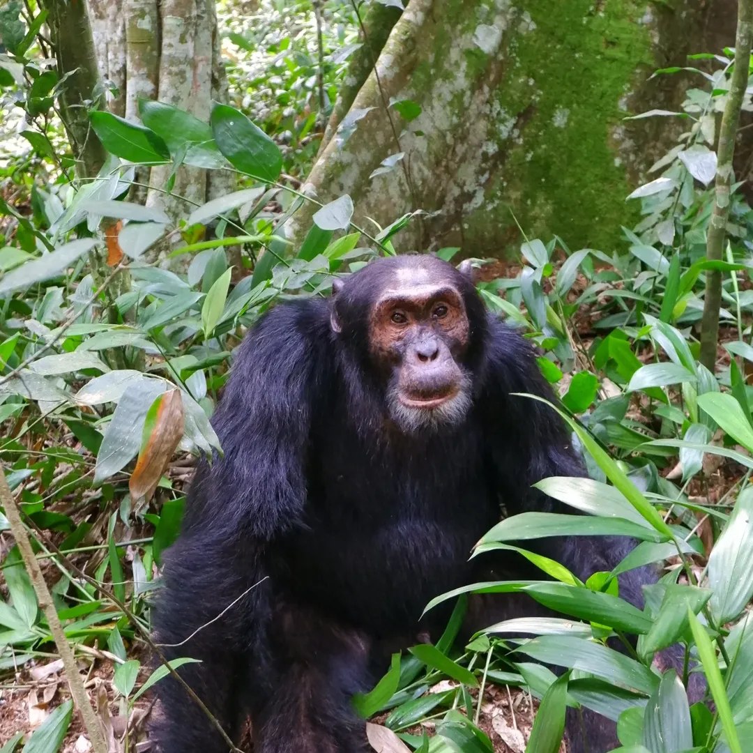 Тур в Уганду: гориллы и шимпанзе