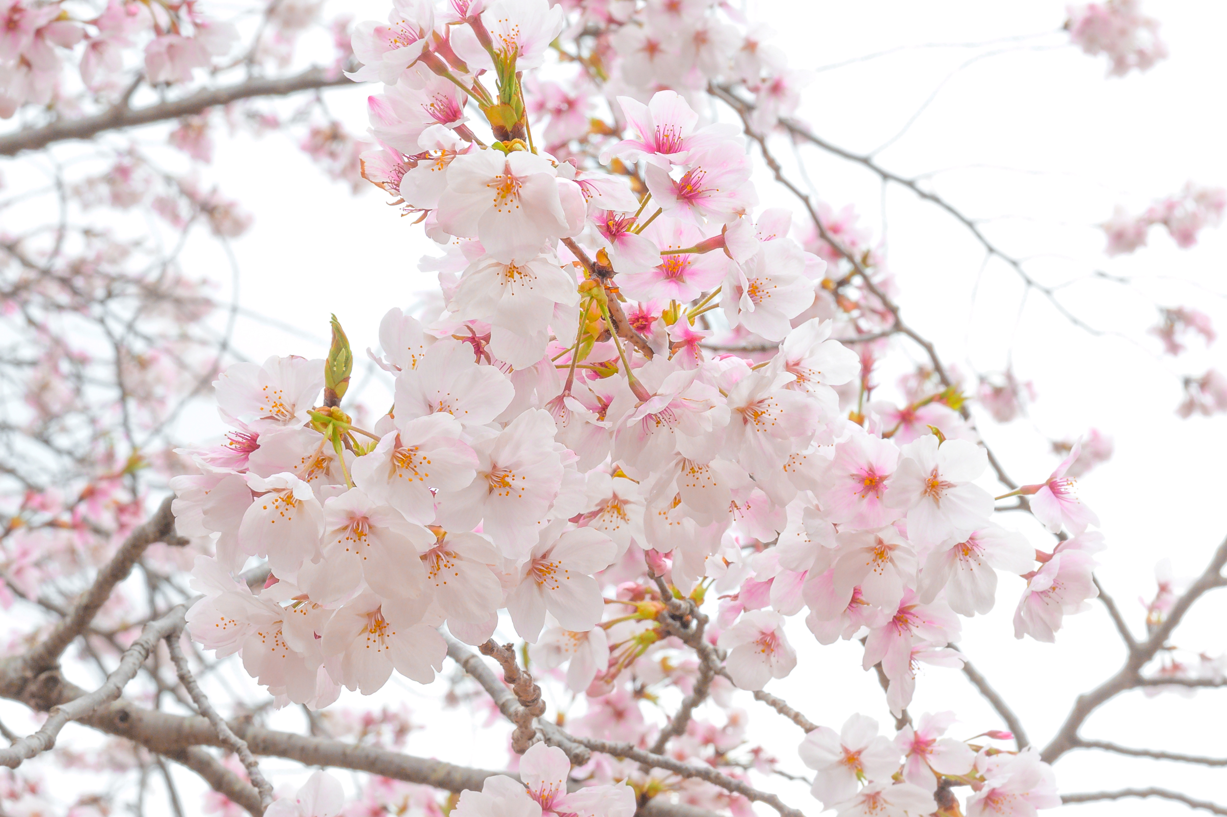 Осака - Химедзи