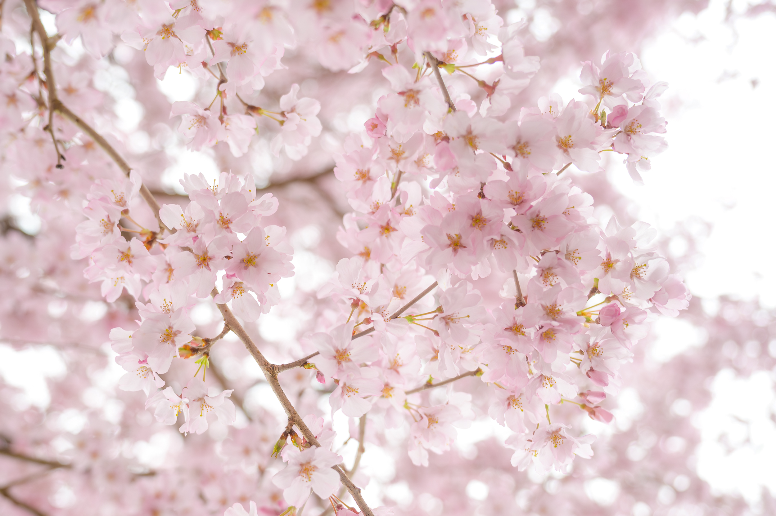 Фудзикавагутико