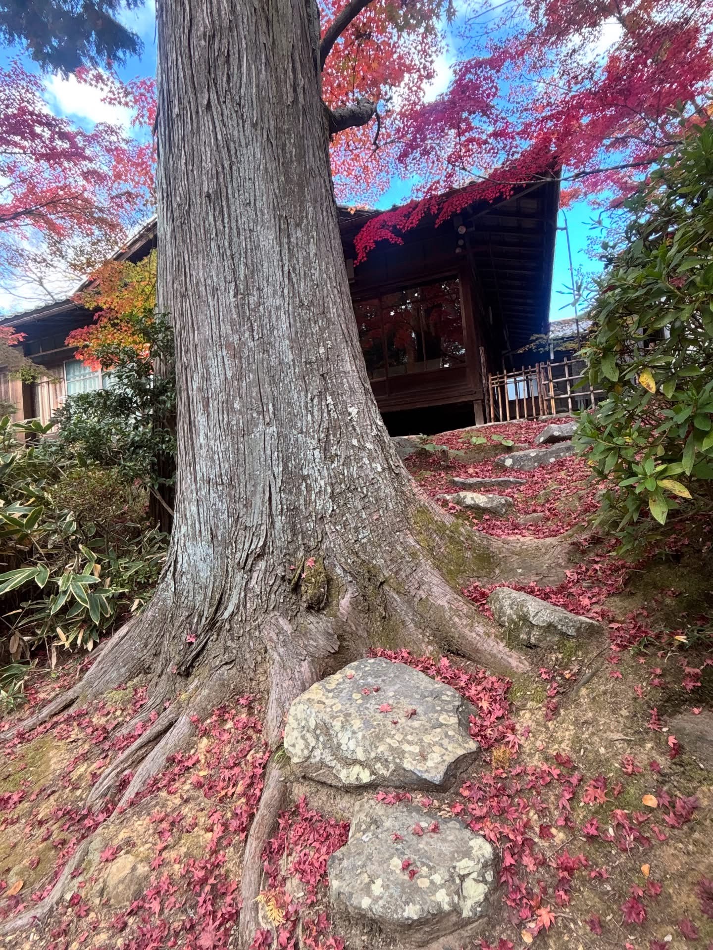 Фото охота на клёны в Японии