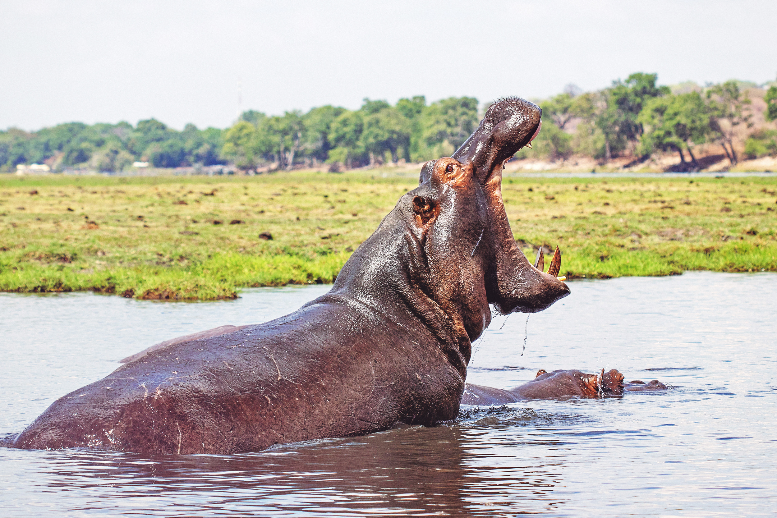 Африка! По следам большой пятерки !