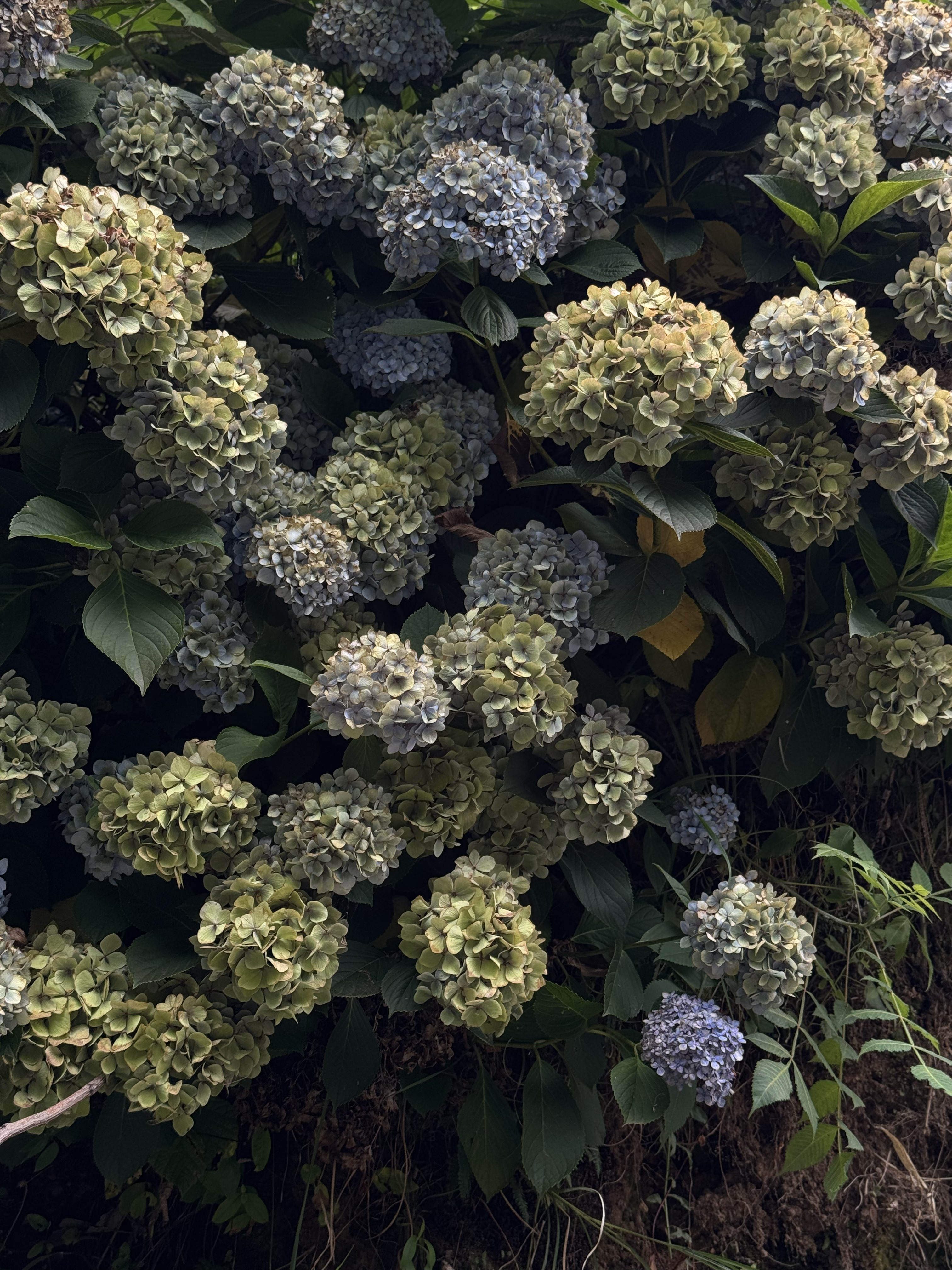 Зелёный Батуми