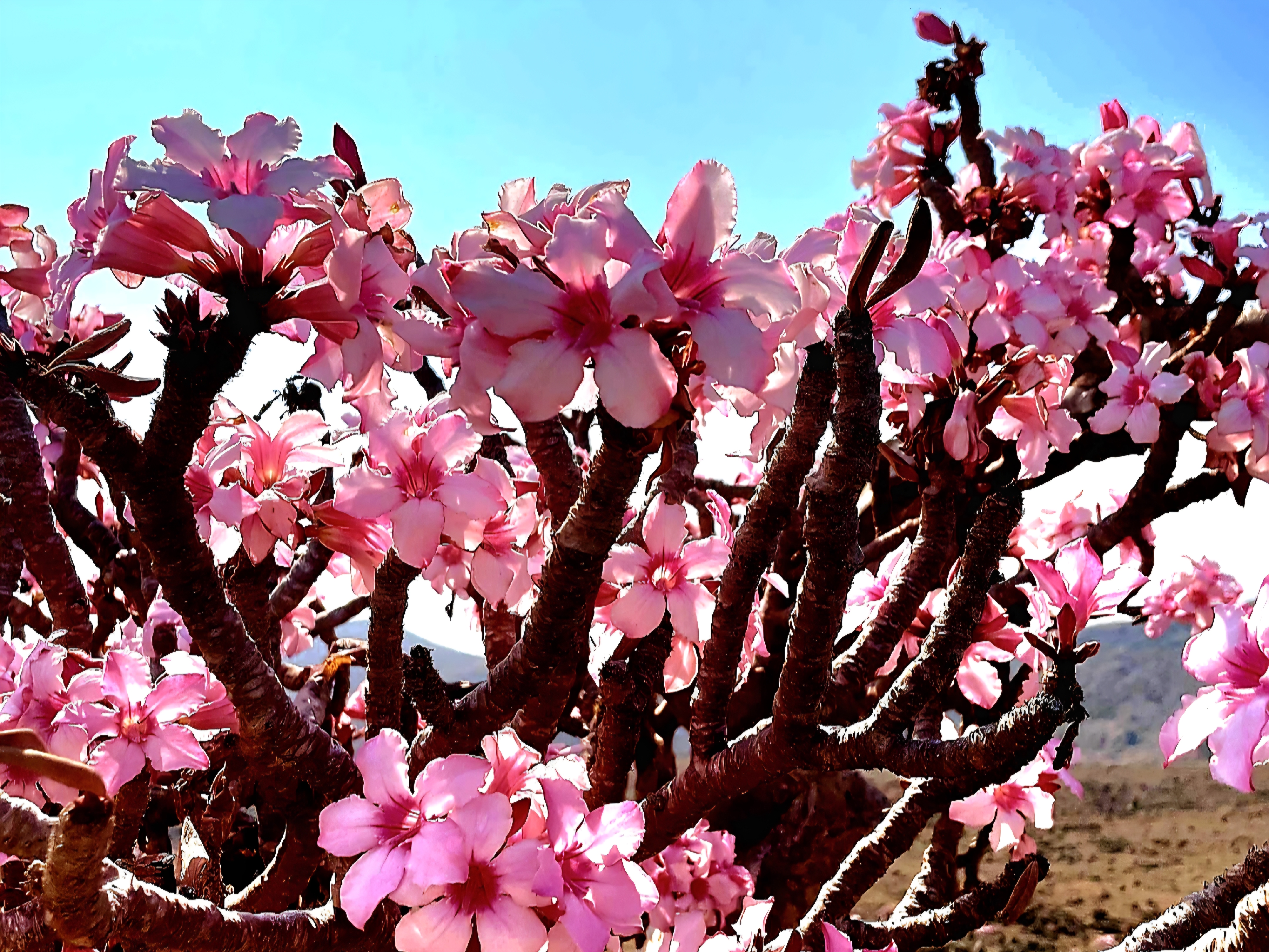 Отель у океана & Экзотика Сокотры. 8 дней. Из первых рук от местного оператора.