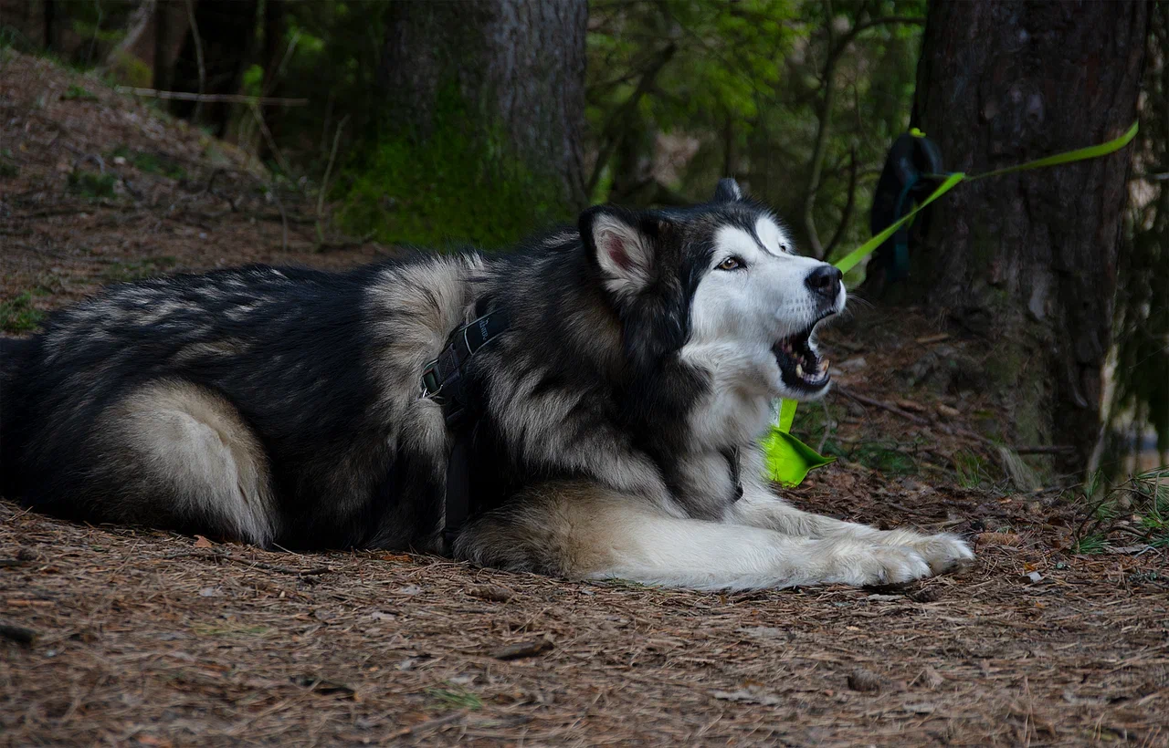 Архангельское поход + квест экскурсия