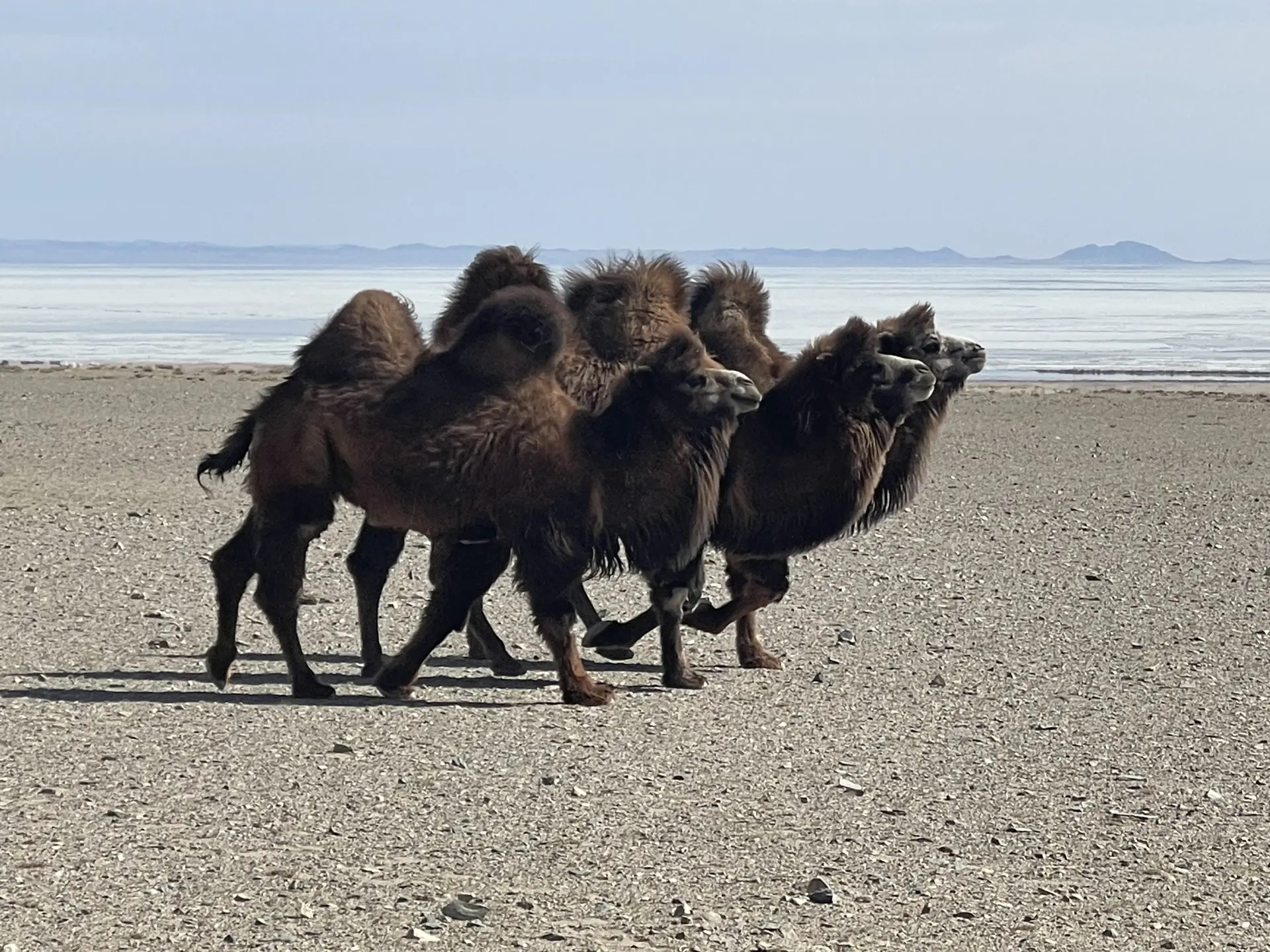 В Монголию через горы Алтая