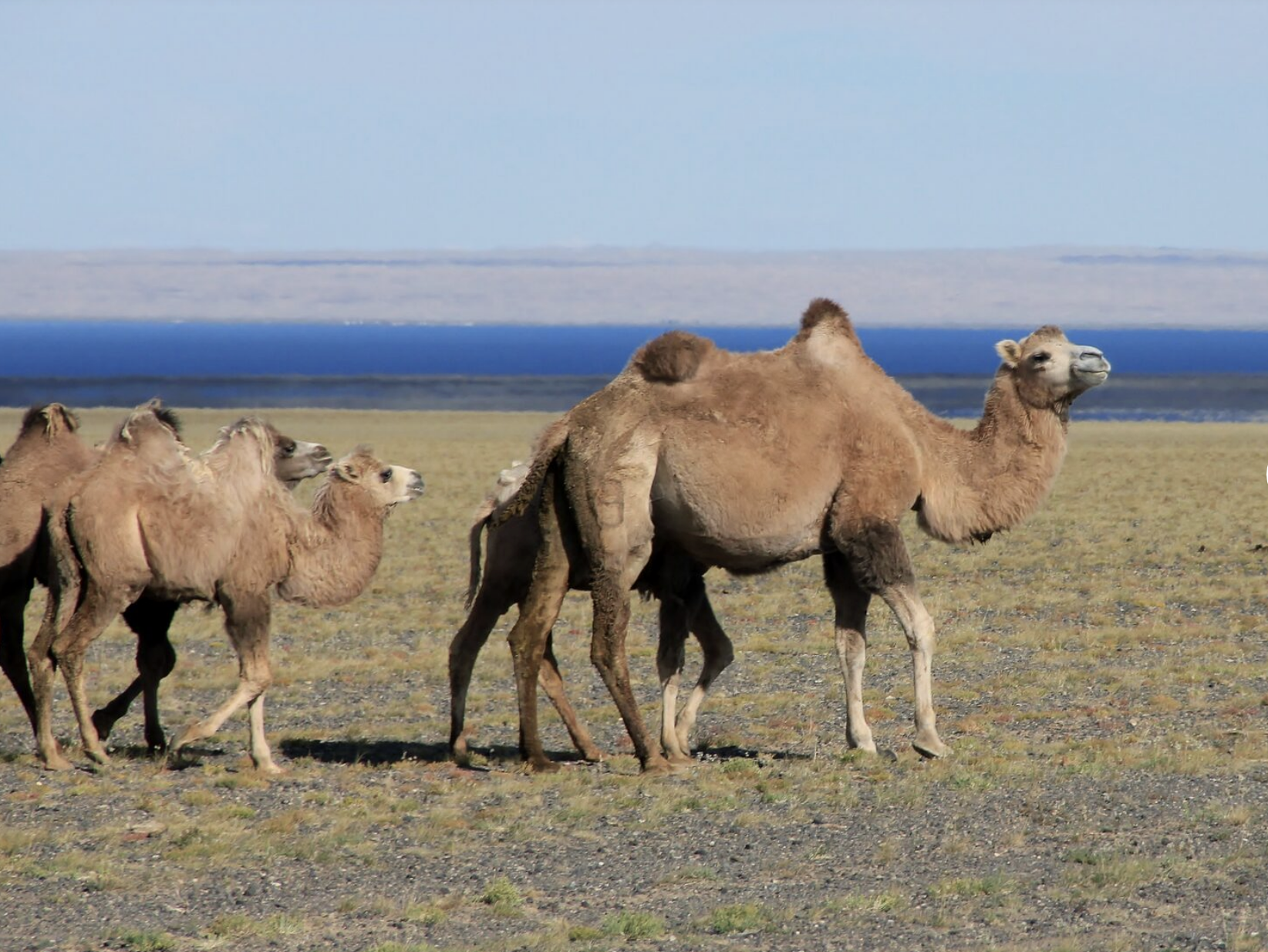 Неизведанная Монголия