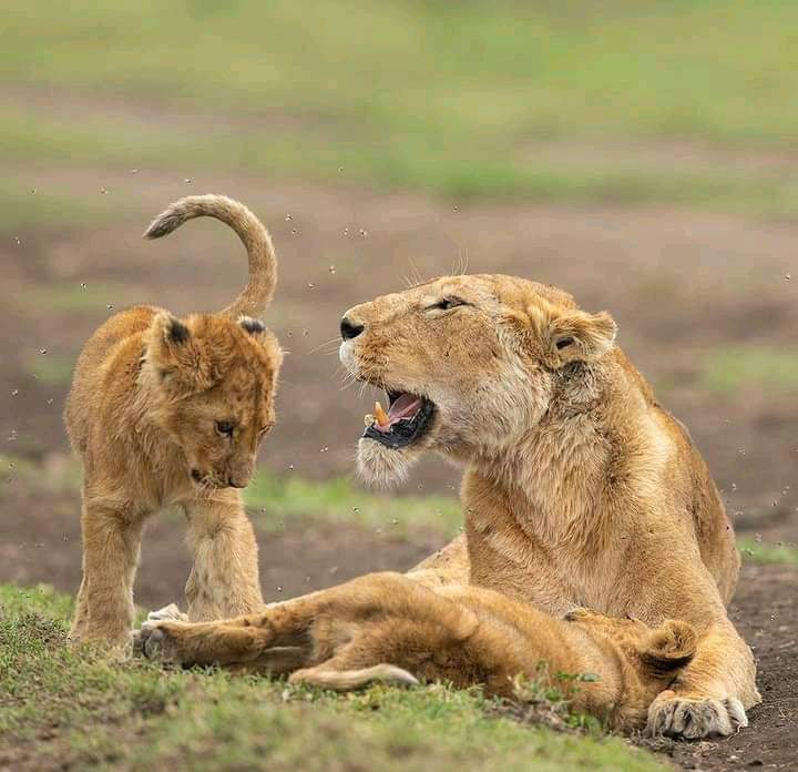 4 Days Masai Mara & Lake Nakuru Group Safari  Big Five Adventure (19/21)