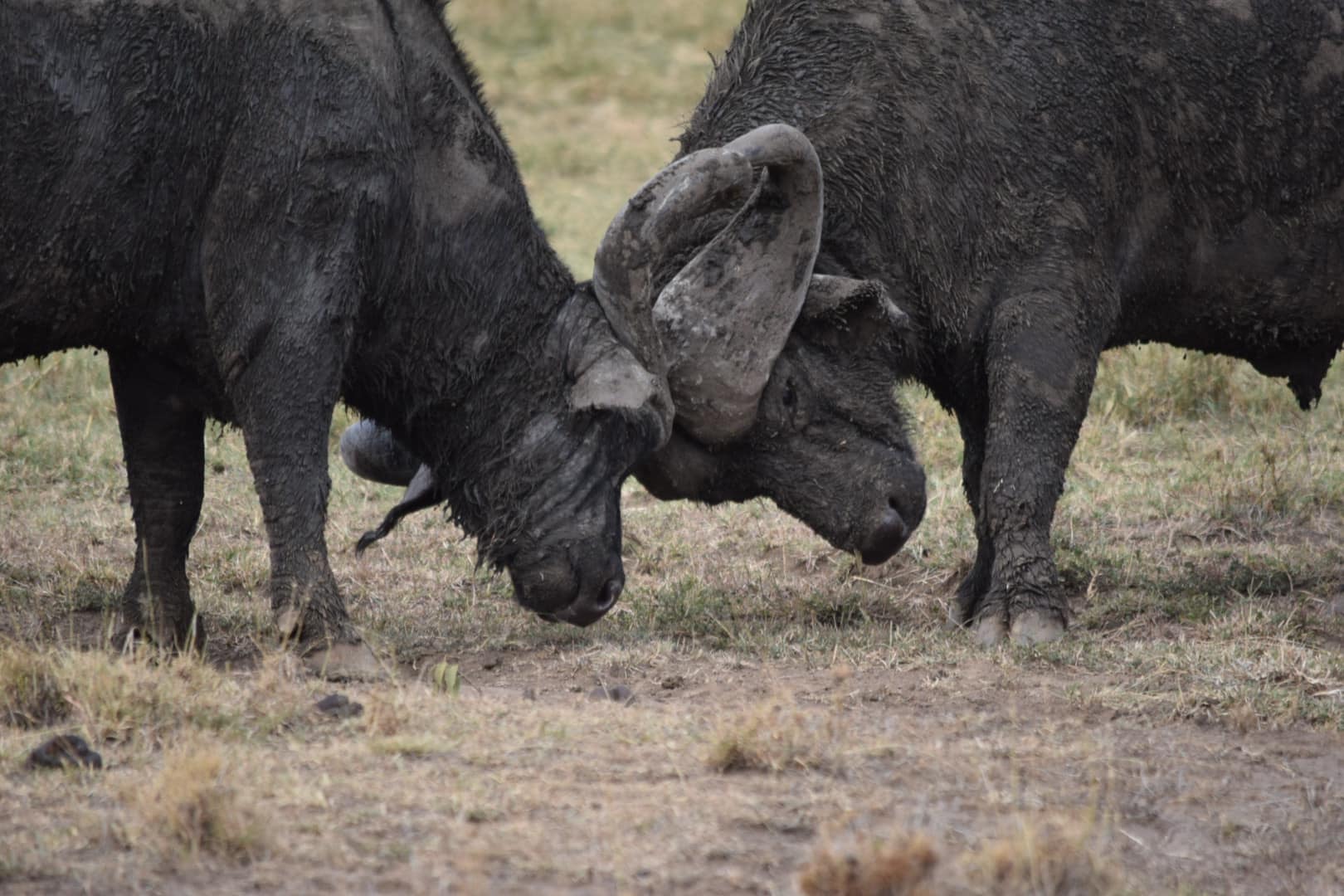4 Days Masai Mara & Lake Nakuru Group Safari  Big Five Adventure (16/21)