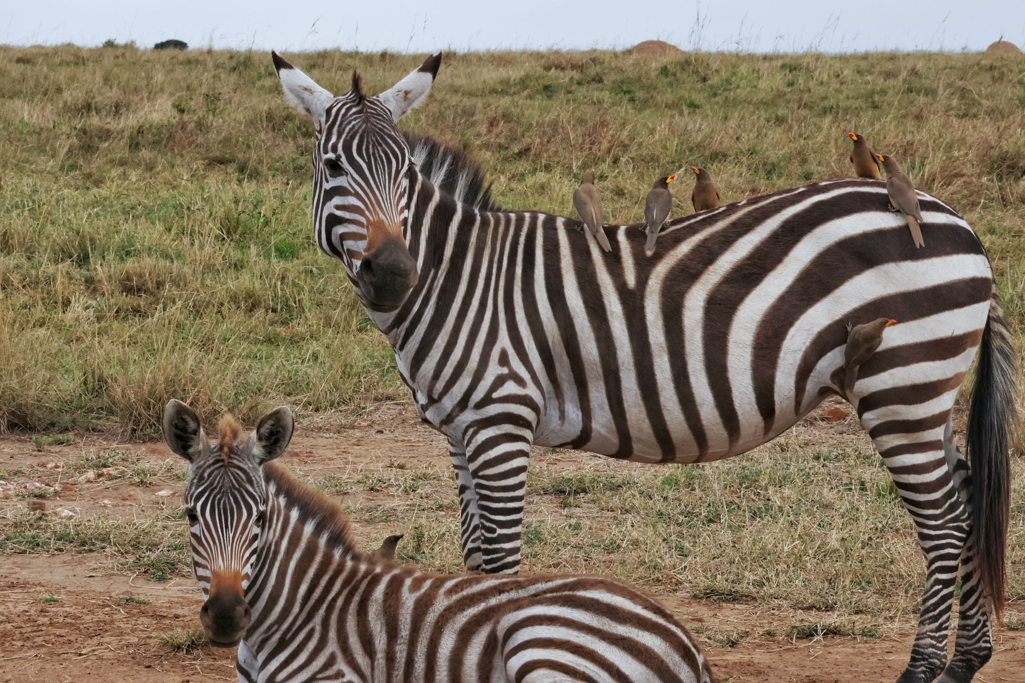 4 Days Masai Mara & Lake Nakuru Group Safari  Big Five Adventure (14/21)