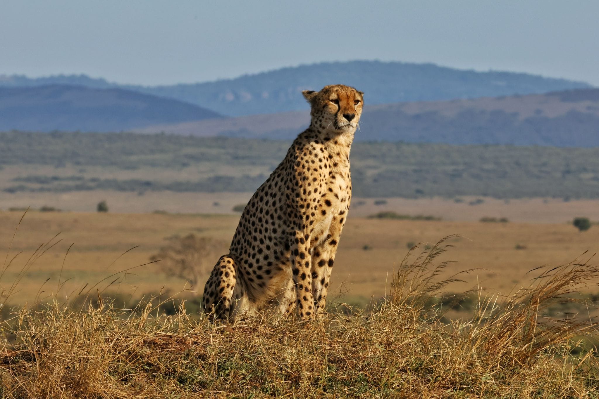 4 Days Masai Mara & Lake Nakuru Group Safari  Big Five Adventure (15/21)