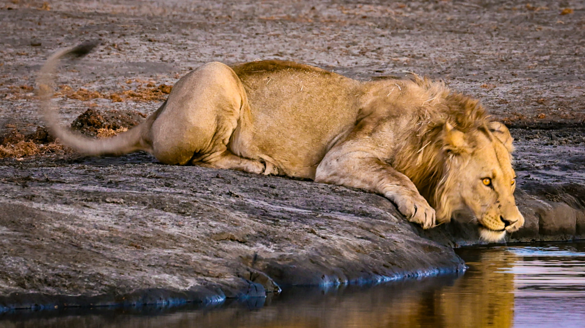 4 Days Masai Mara & Lake Nakuru Group Safari  Big Five Adventure (13/21)