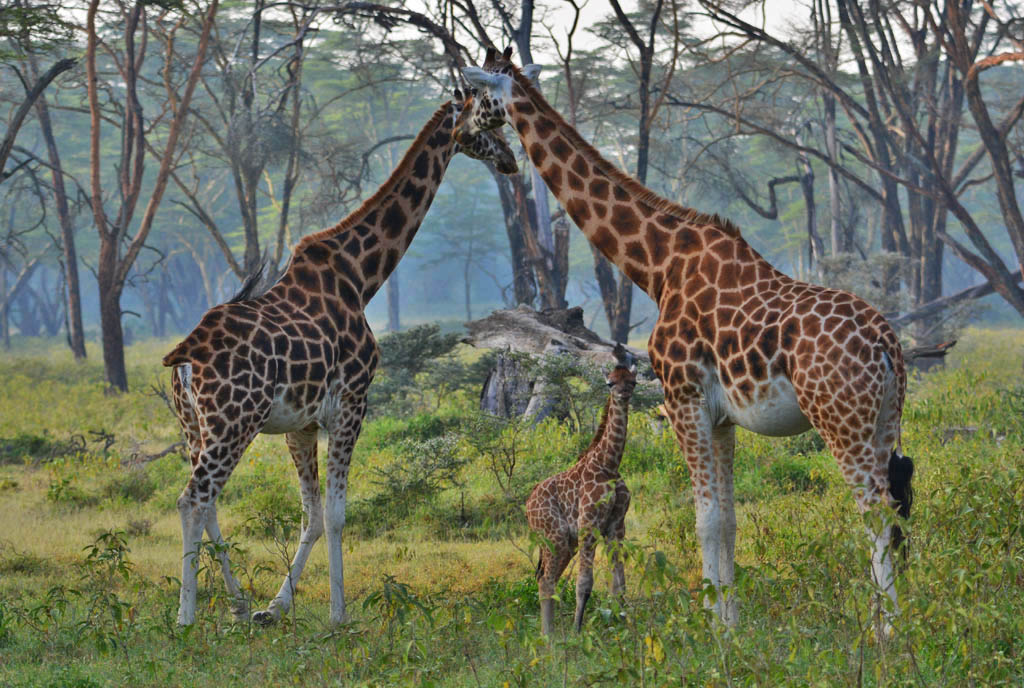 4 Days Masai Mara & Lake Nakuru Group Safari  Big Five Adventure (18/21)