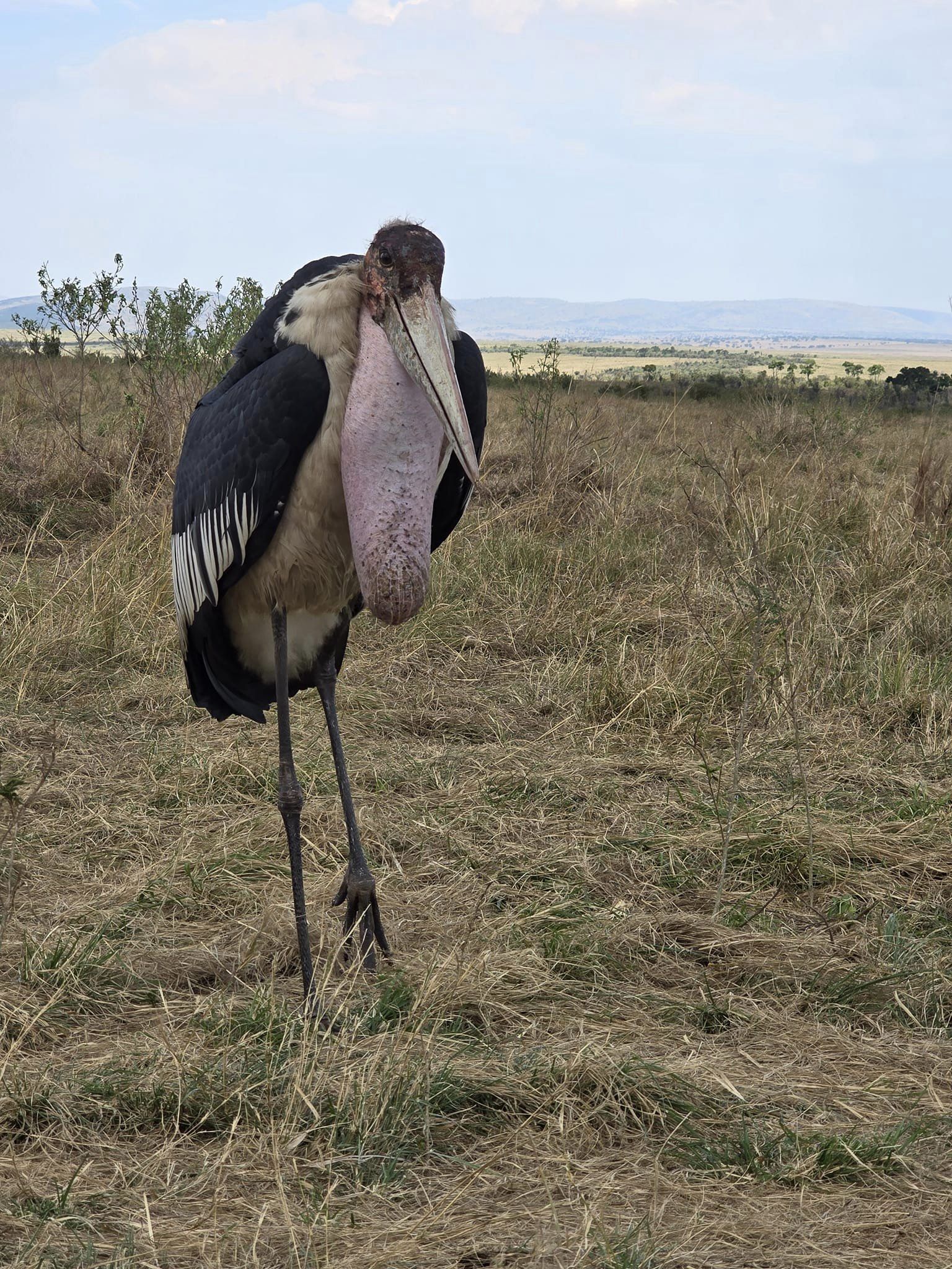 4 Days Masai Mara & Lake Nakuru Group Safari  Big Five Adventure (10/21)