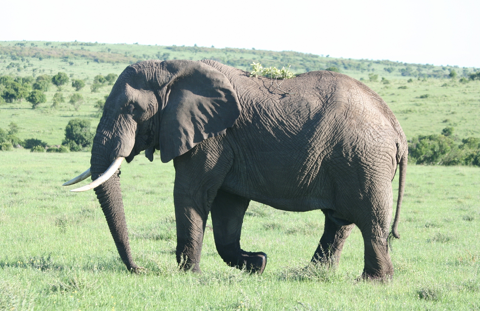 4 Days Masai Mara & Lake Nakuru Group Safari  Big Five Adventure (12/21)