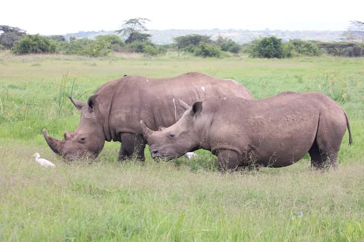 4 Days Masai Mara & Lake Nakuru Group Safari  Big Five Adventure (20/21)