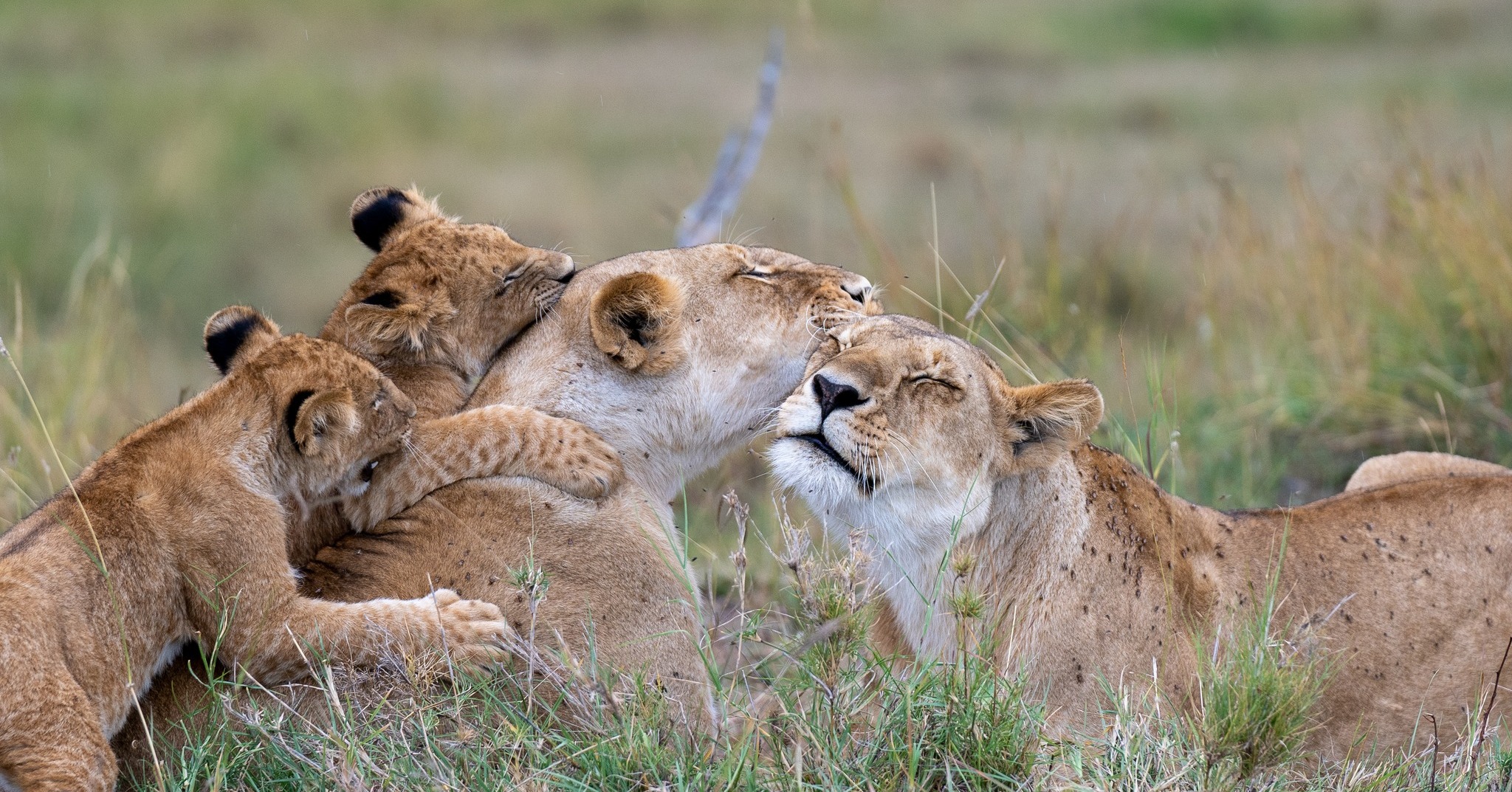 4 Days Masai Mara & Lake Nakuru Group Safari  Big Five Adventure (11/21)