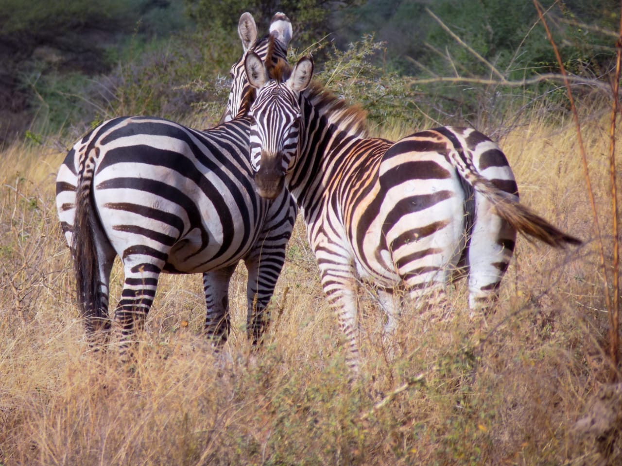 4 Days Masai Mara & Lake Nakuru Group Safari  Big Five Adventure (17/21)