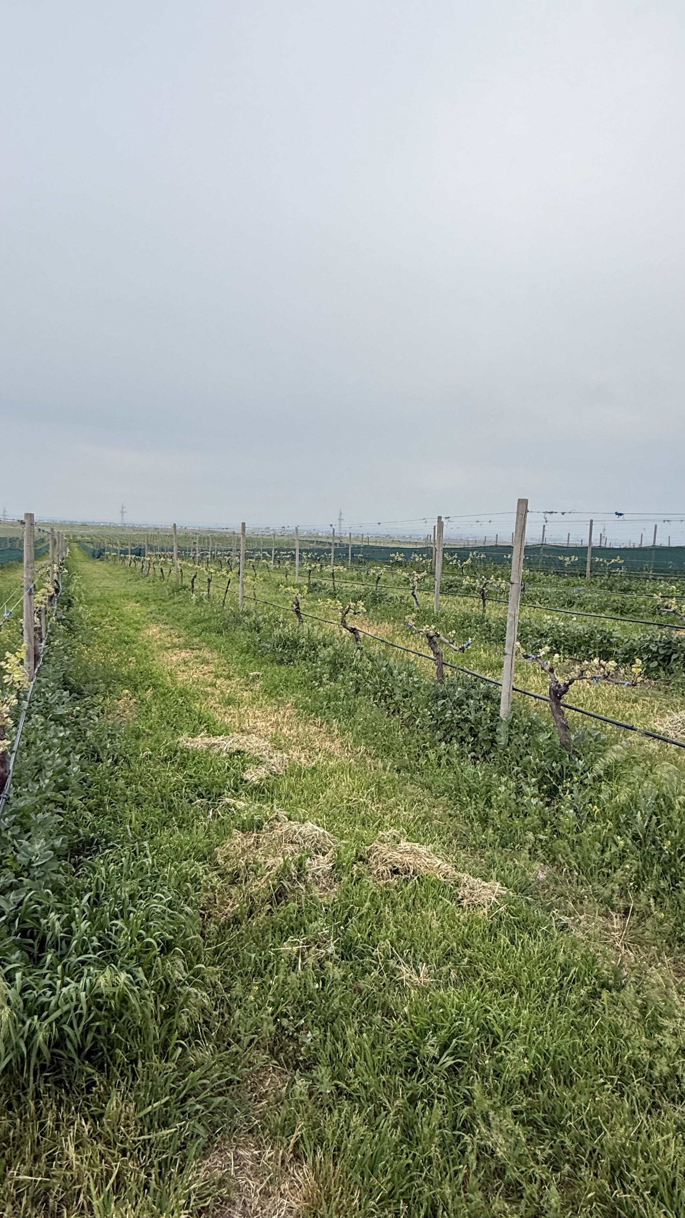 Экскурсия в винодельню Van Ardi (5/7)